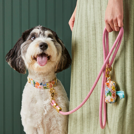 #Modeled by Reese (40lbs) in a Medium collar and Standard leash