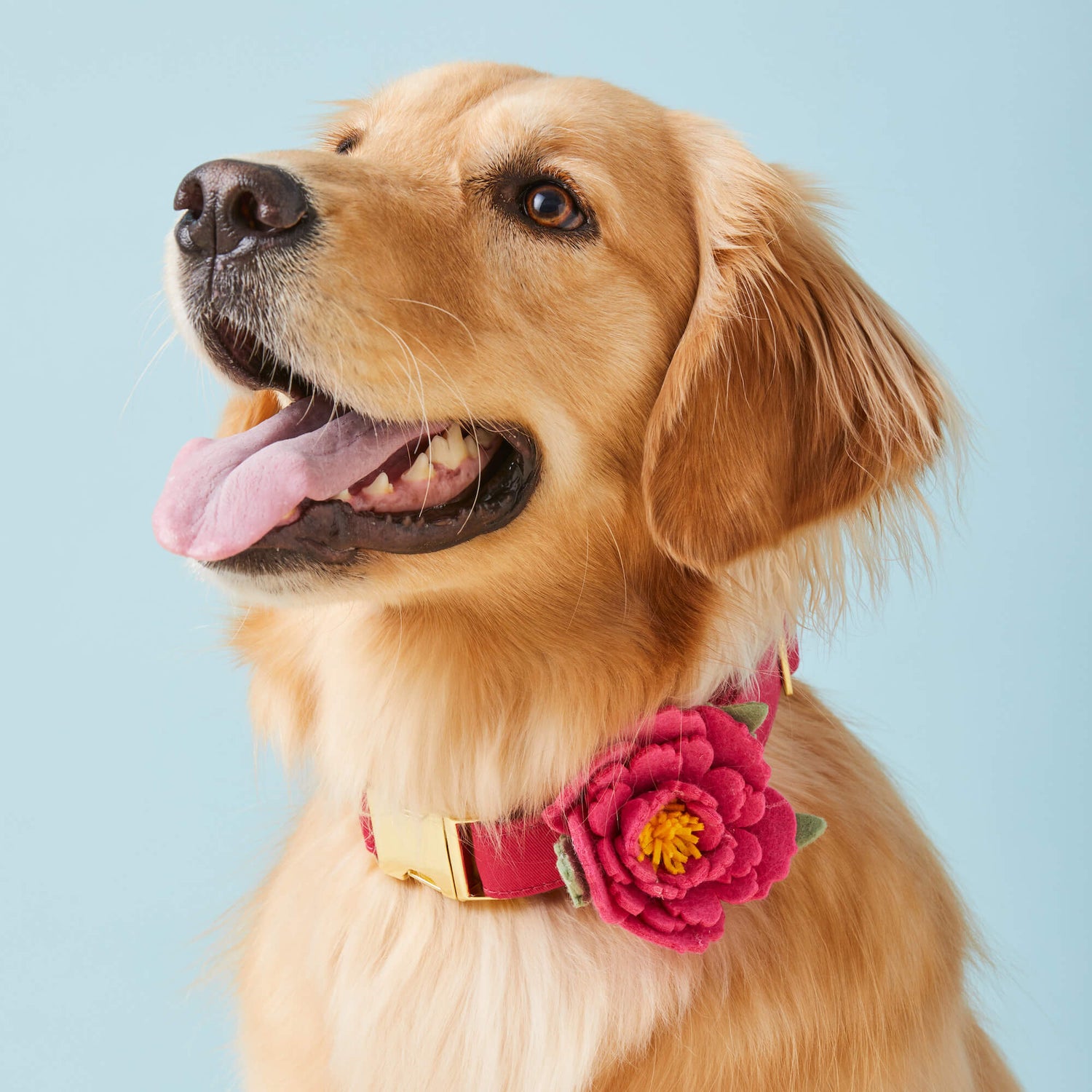 #Modeled by Holly (50lbs) in a Medium collar