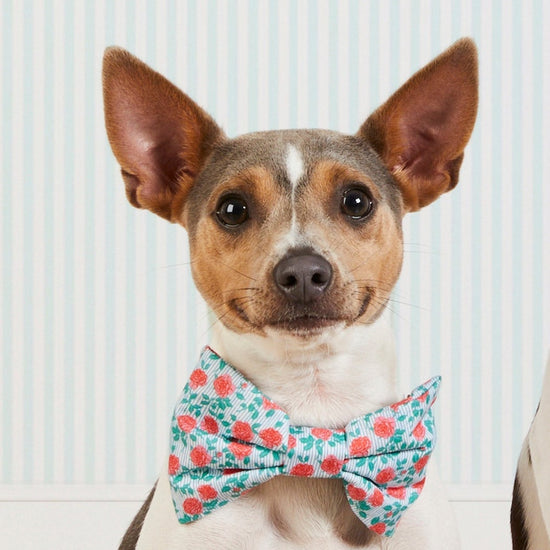 #Modeled by Killua (14lbs) in a Large bow tie