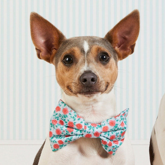 #Modeled by Killua (14lbs) in a Small collar and Large bow tie