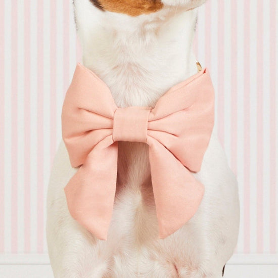 #Modeled by Haku (17lbs) in a Small collar and Large lady bow
