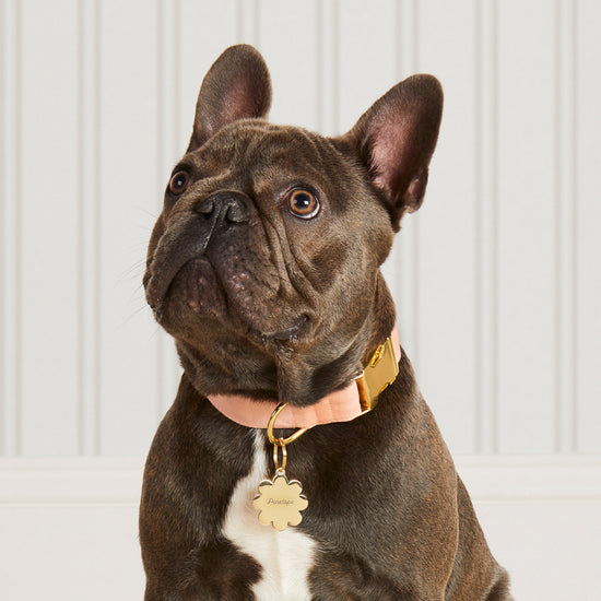 #Modeled by Blue (26lbs) in a Large pet ID tag