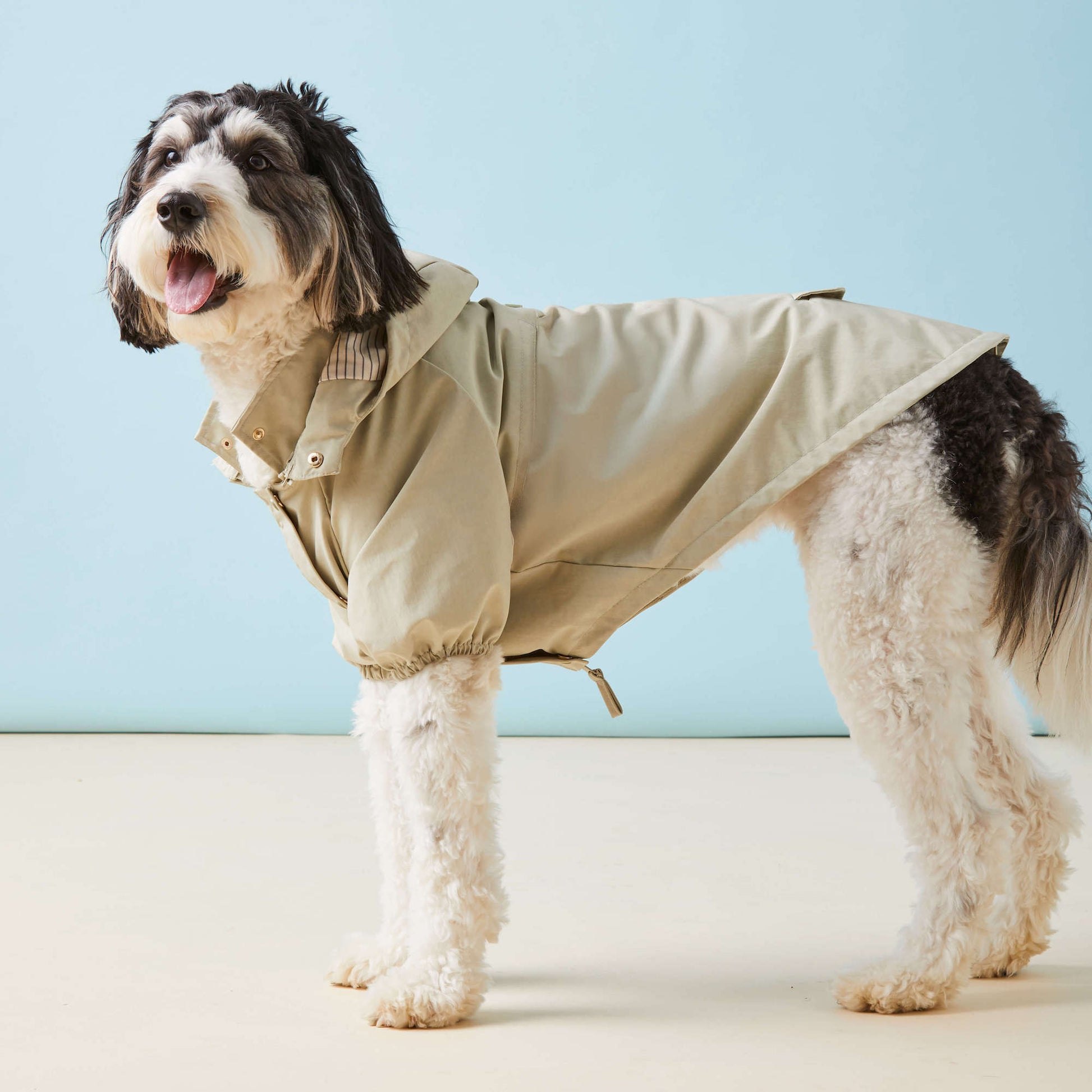 dog rain gear Sage Dog Raincoat – The Foggy Dog