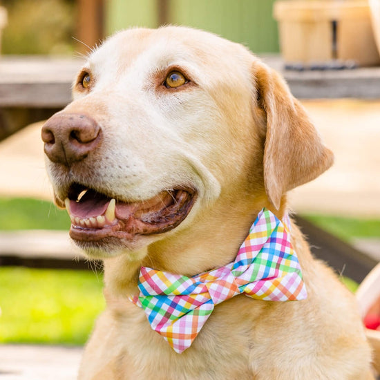 #Modeled by Everett (95lbs) in a Large bow tie
