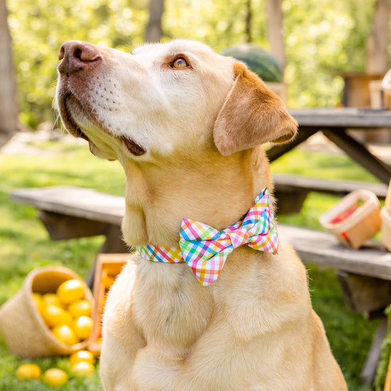 #Modeled by Everett (95lbs) in a Large collar and Large bow tie
