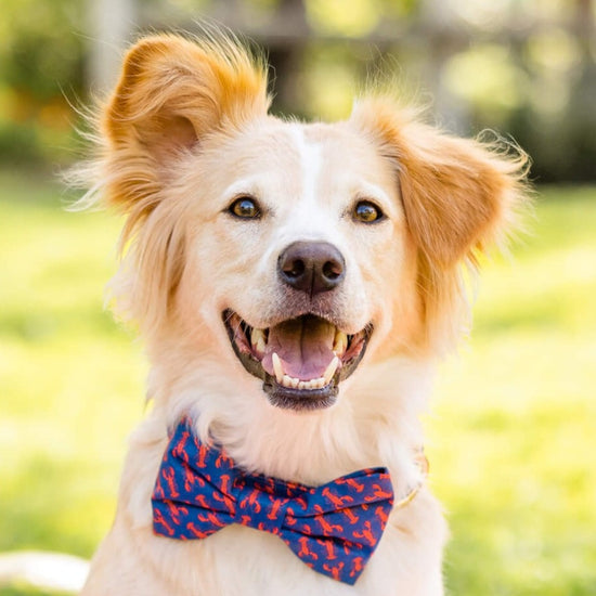 #Modeled by Holly (40lbs) in a Medium collar and Large bow tie