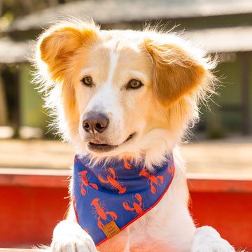 Classic Tie-On Dog Bandanas Stylish Accessories for Every Pup The