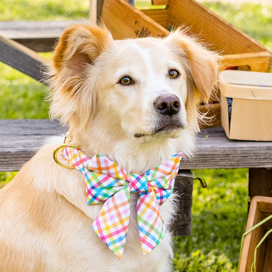 #Modeled by Holly (40lbs) in a Medium collar and Large lady bow