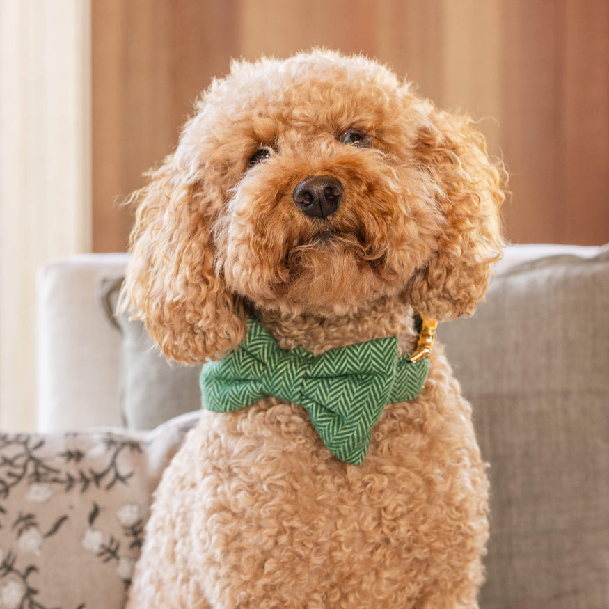 Andover Plaid Flannel Dog Collar – The Foggy Dog