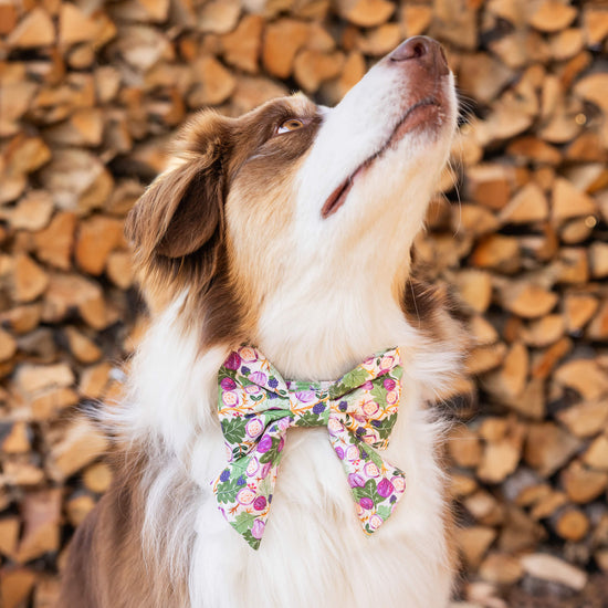 Figs and Berries Lady Dog Bow