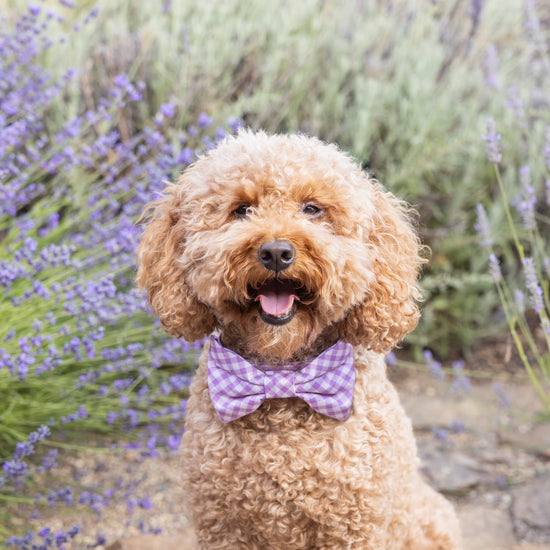Thistle Gingham Dog Bow Tie