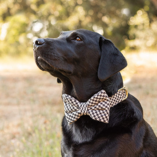 #Modeled by Koda (56lbs) in a Large bow tie