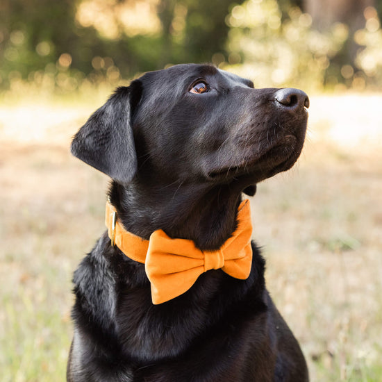 #Modeled by Koda (56lbs) in a Medium collar and Large bow tie
