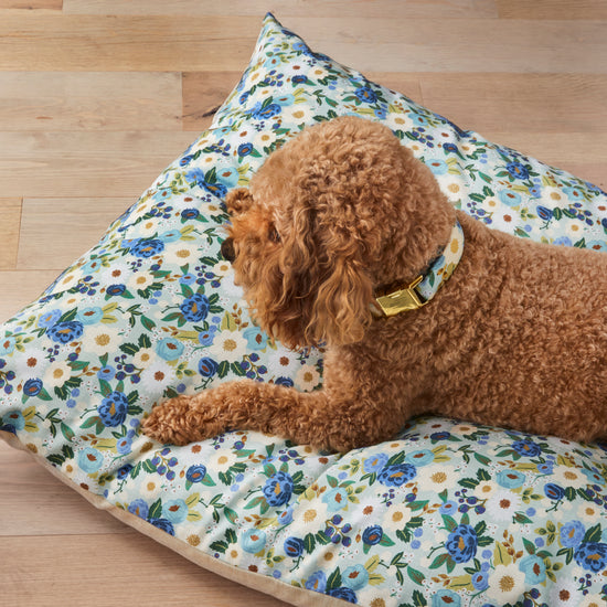 #Modeled by Utah, a 25lb Mini Goldendoodle on a Large