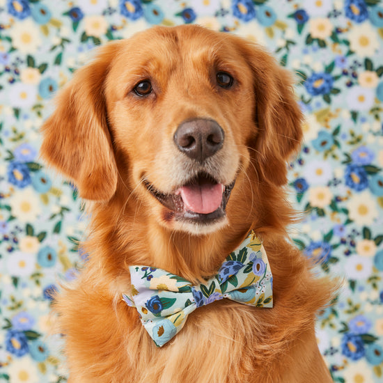 #Modeled by Atlas (77lbs) in a Large bow tie