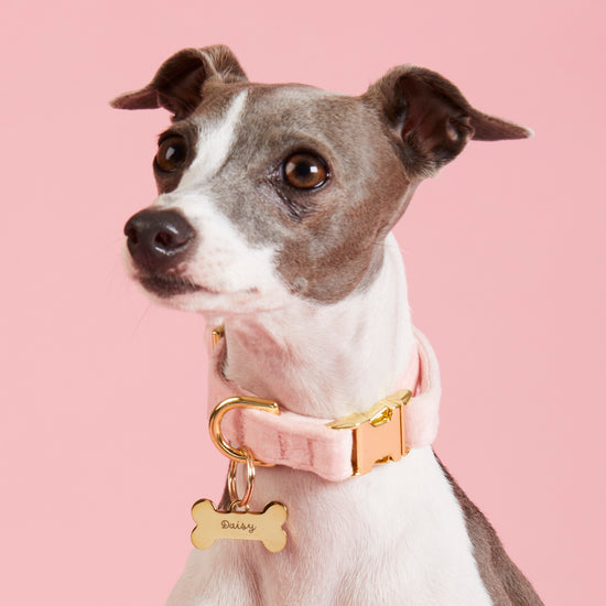 Blush Pink Velvet Dog Collar
