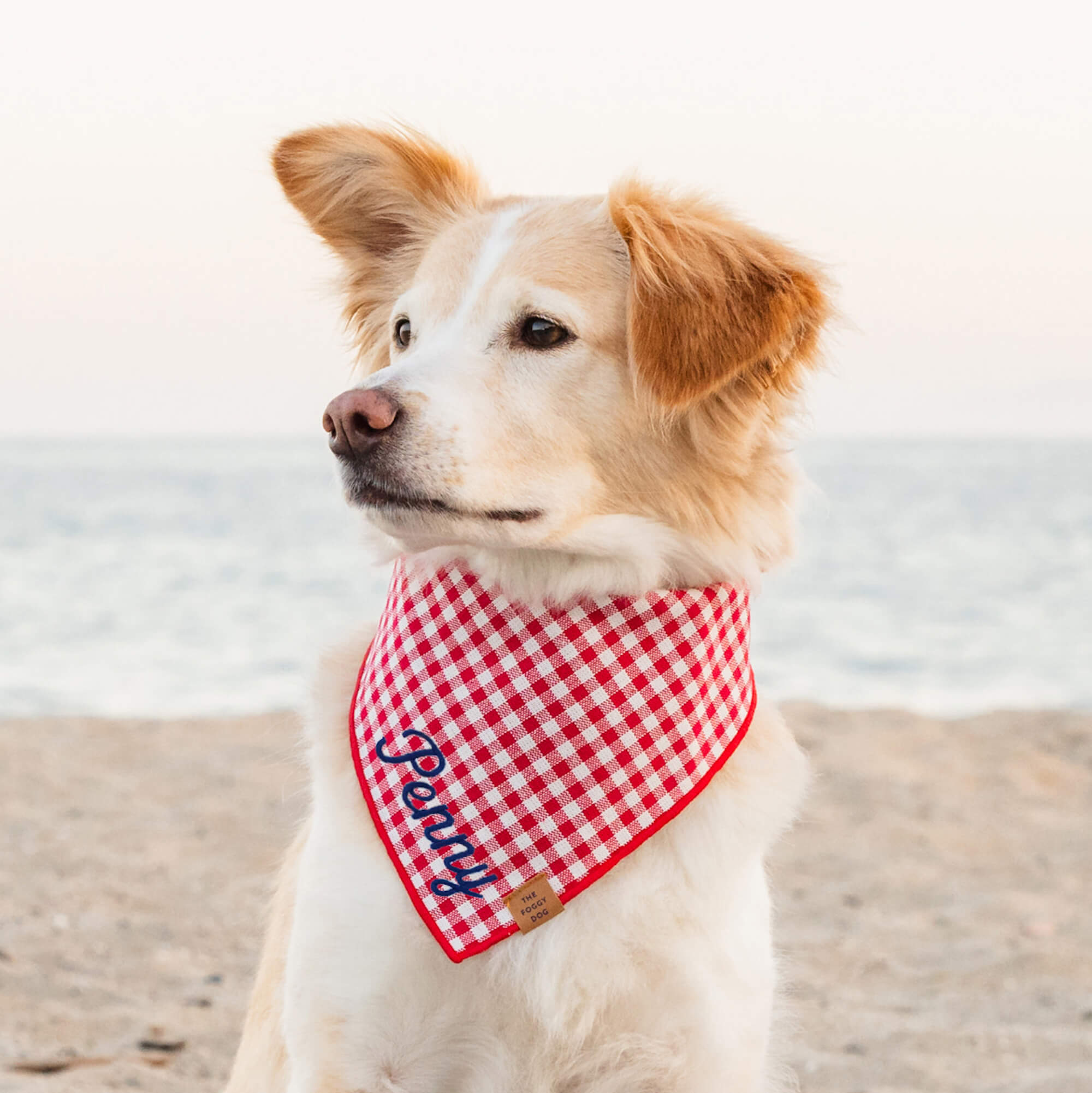#Modeled by Holly (40lbs) in Medium