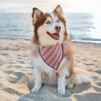 #Modeled by Rouka (36lbs) in Medium