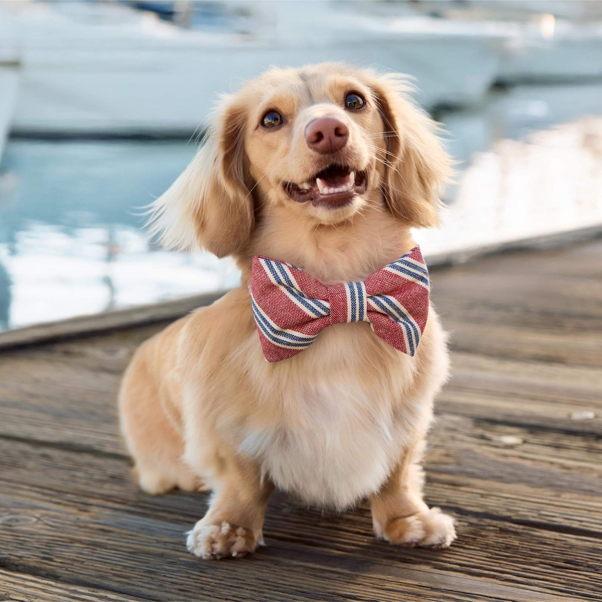 #Modeled by Finley (11lbs) in a Large bow tie