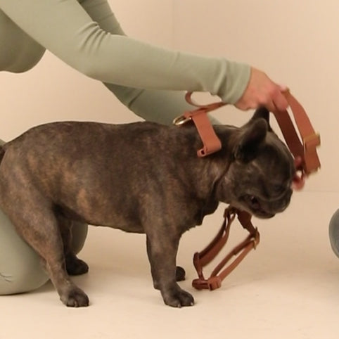 How to put on harness