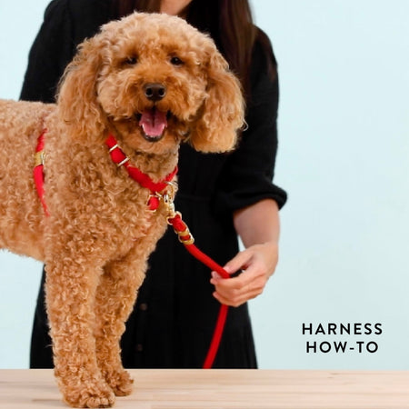 Olive Dog Harness