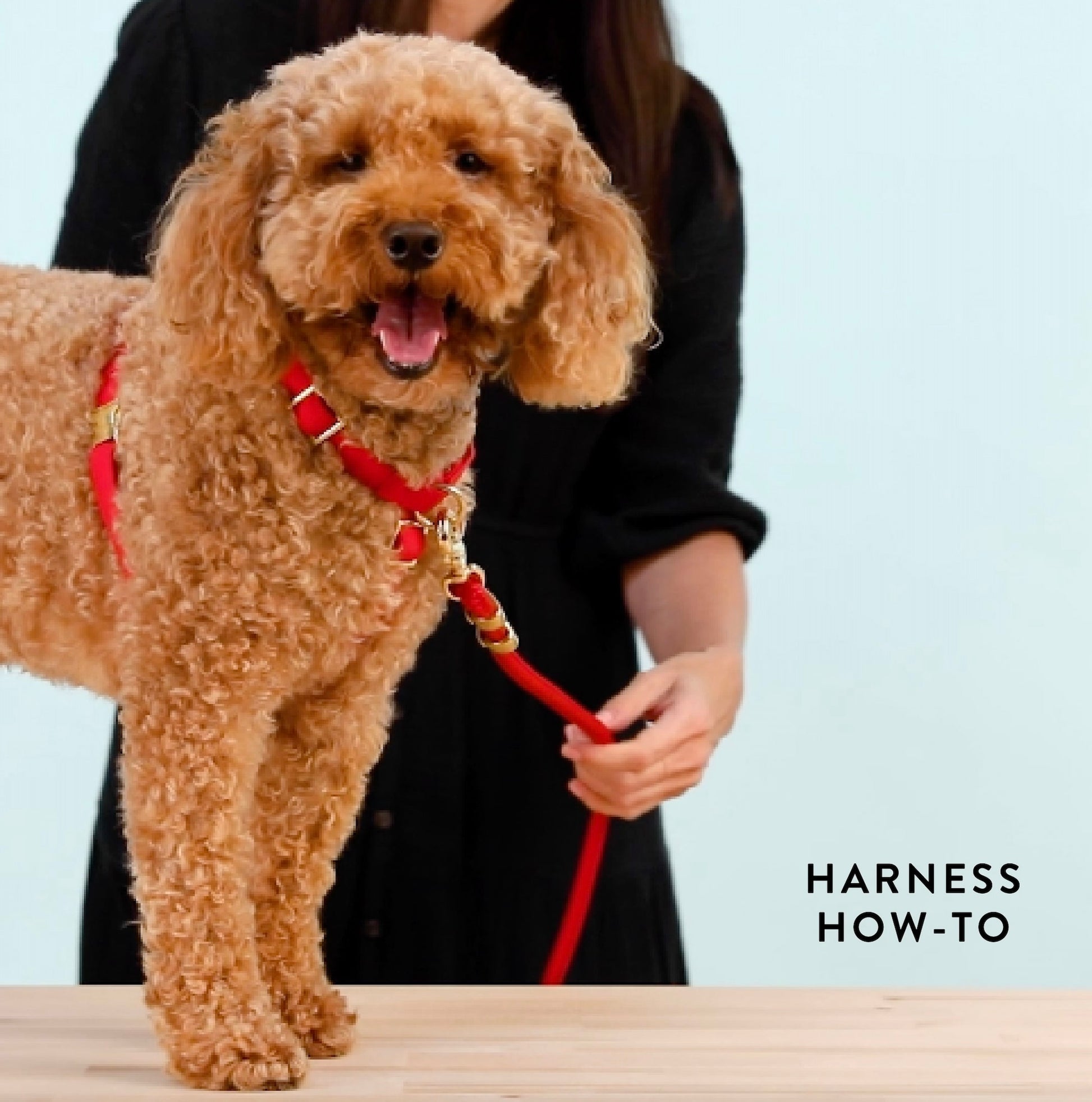Cider Dog Harness view 10