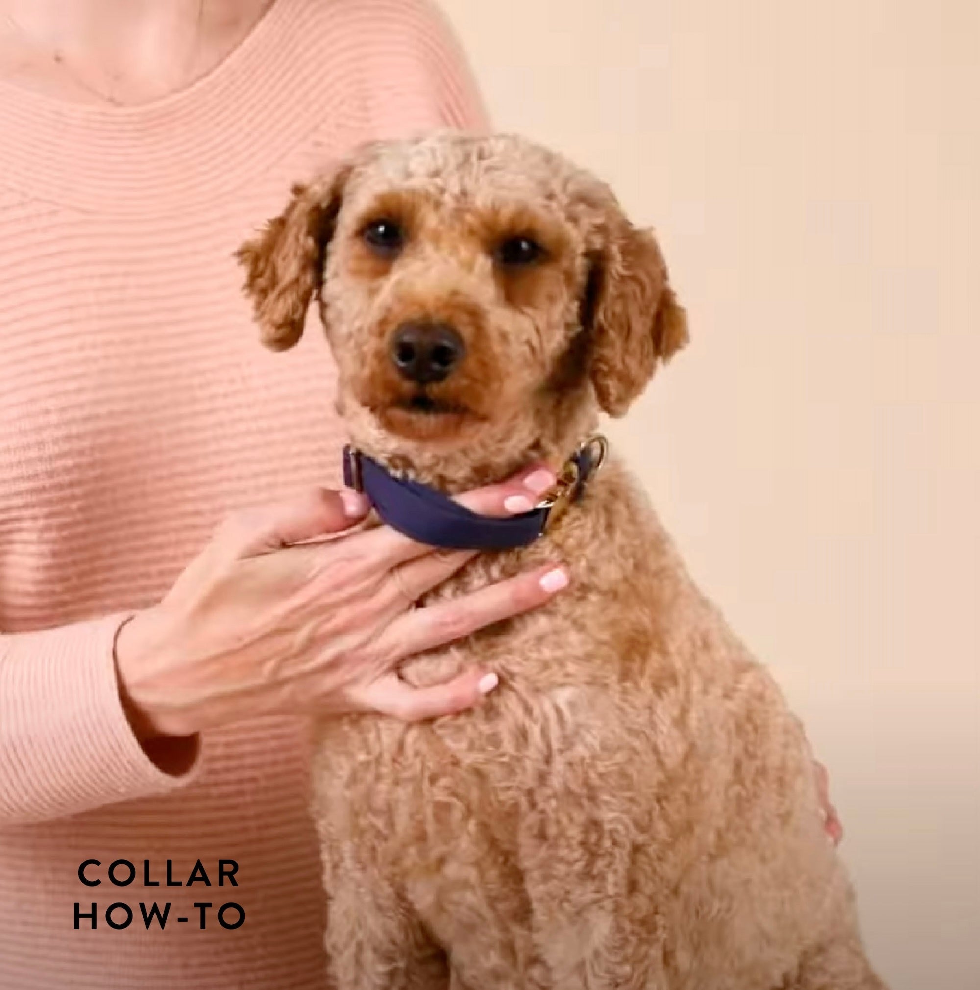 Navy Velvet Dog Collar – The Foggy Dog