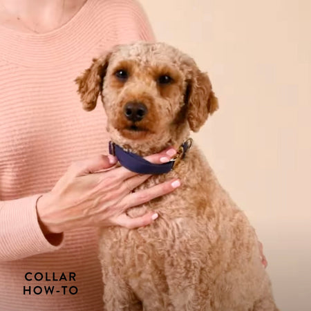 Navy Velvet Dog Collar