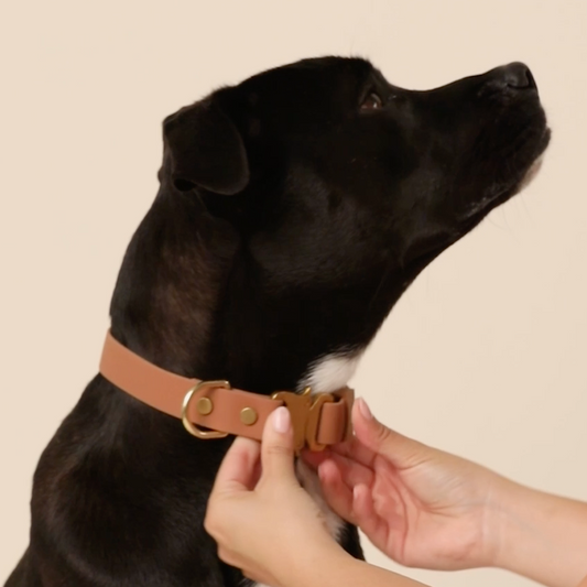 Active Flex Dog Collar, Dahlia view 2
