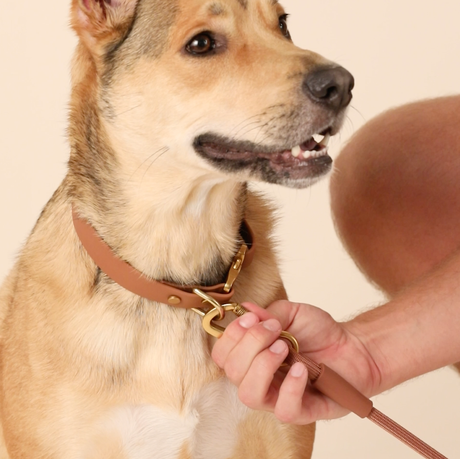 #Rosa (55lbs) in a Medium collar and Standard leash