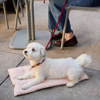 #Modeled by Winnie (17lbs) on Small