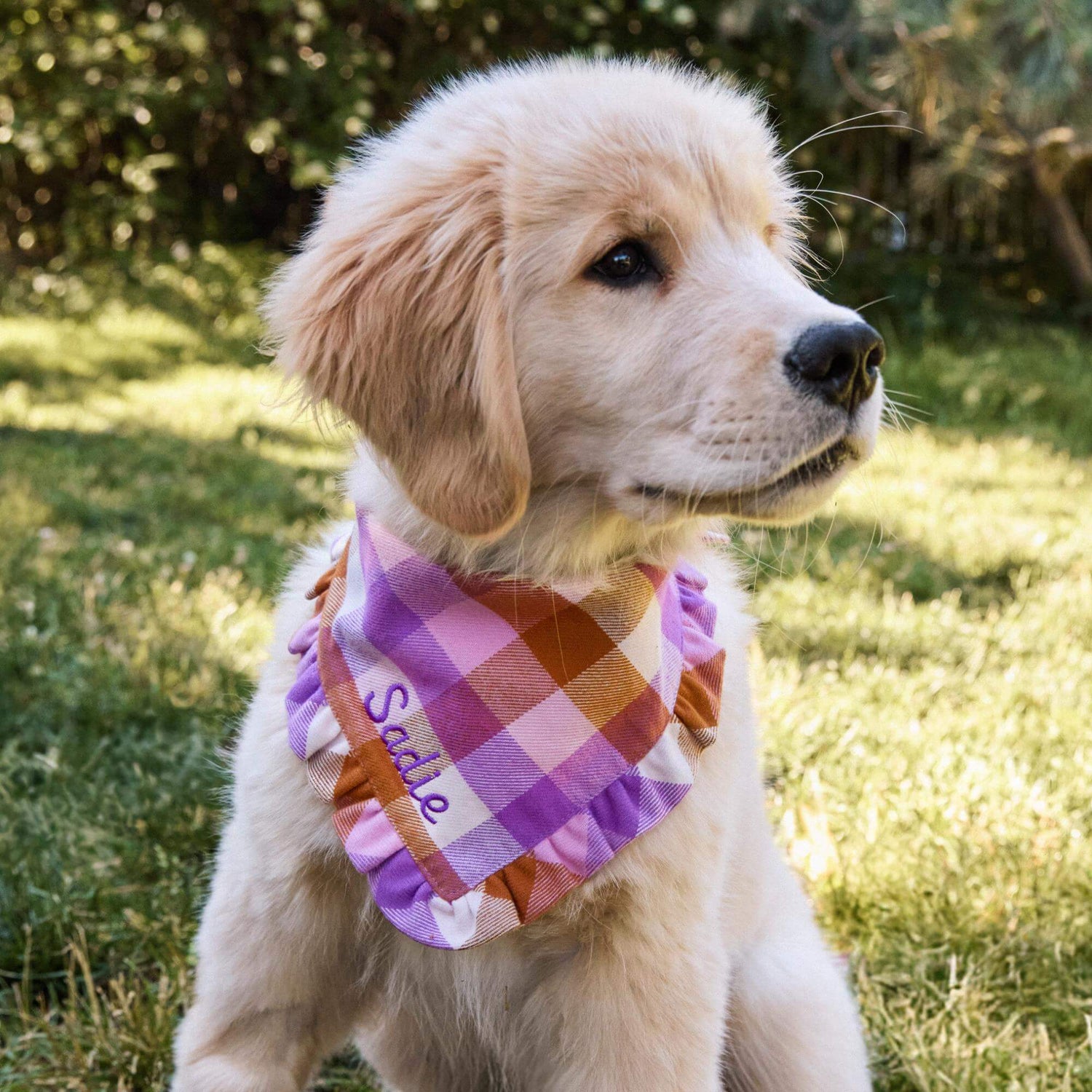 #Modeled by Rigatoni (24lbs) in Medium