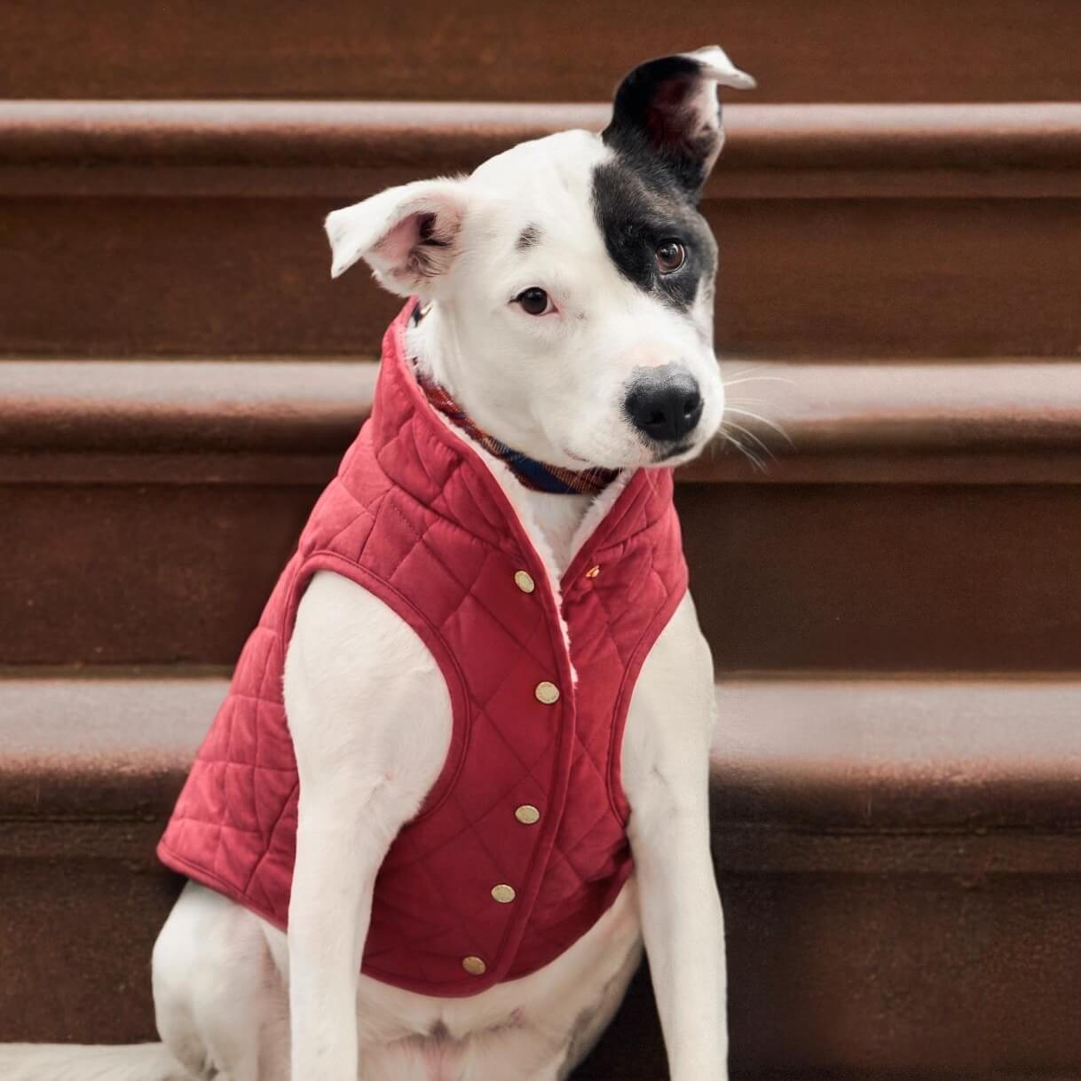 #Modeled by Ellie (45lbs) in Large