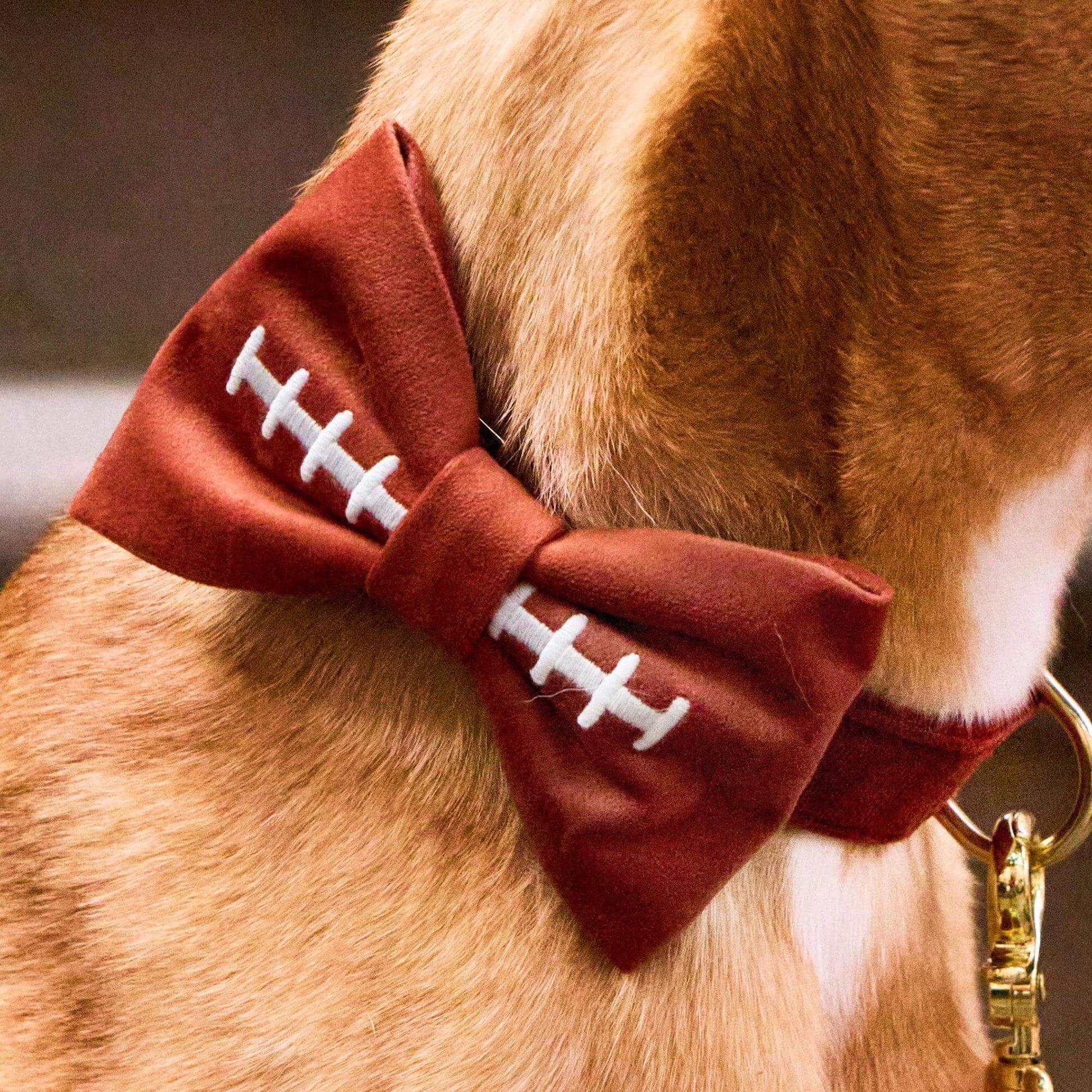 #Modeled by Purdie (40lbs) in a Medium collar and Large bow tie