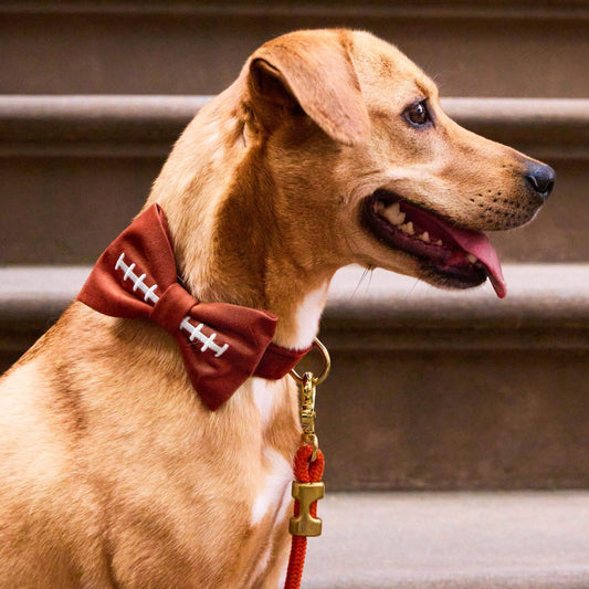 #Modeled by Purdie (40lbs) in a Large bow tie
