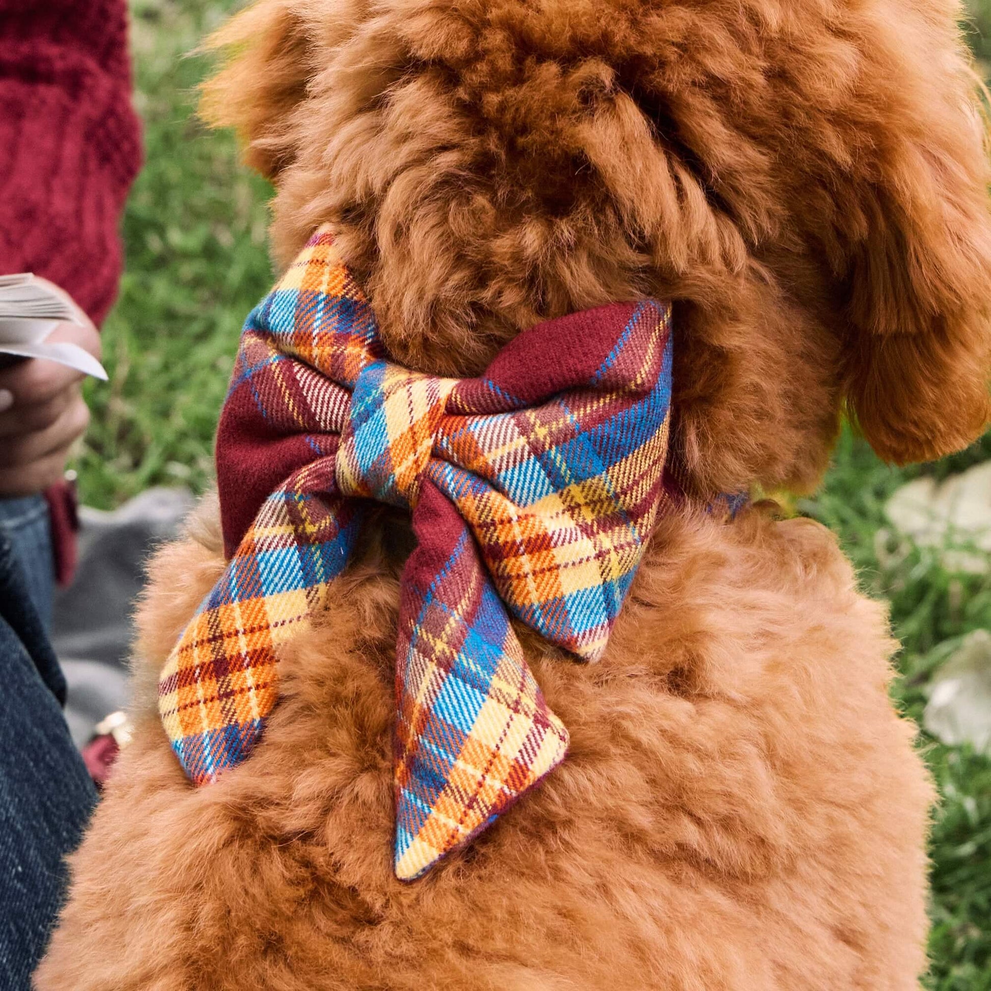 #Modeled by Ralph (21lbs) in a Large lady bow