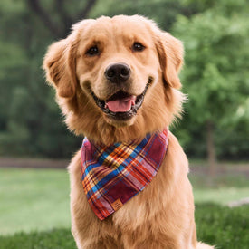 #Modeled by Goose (60lbs) in Large