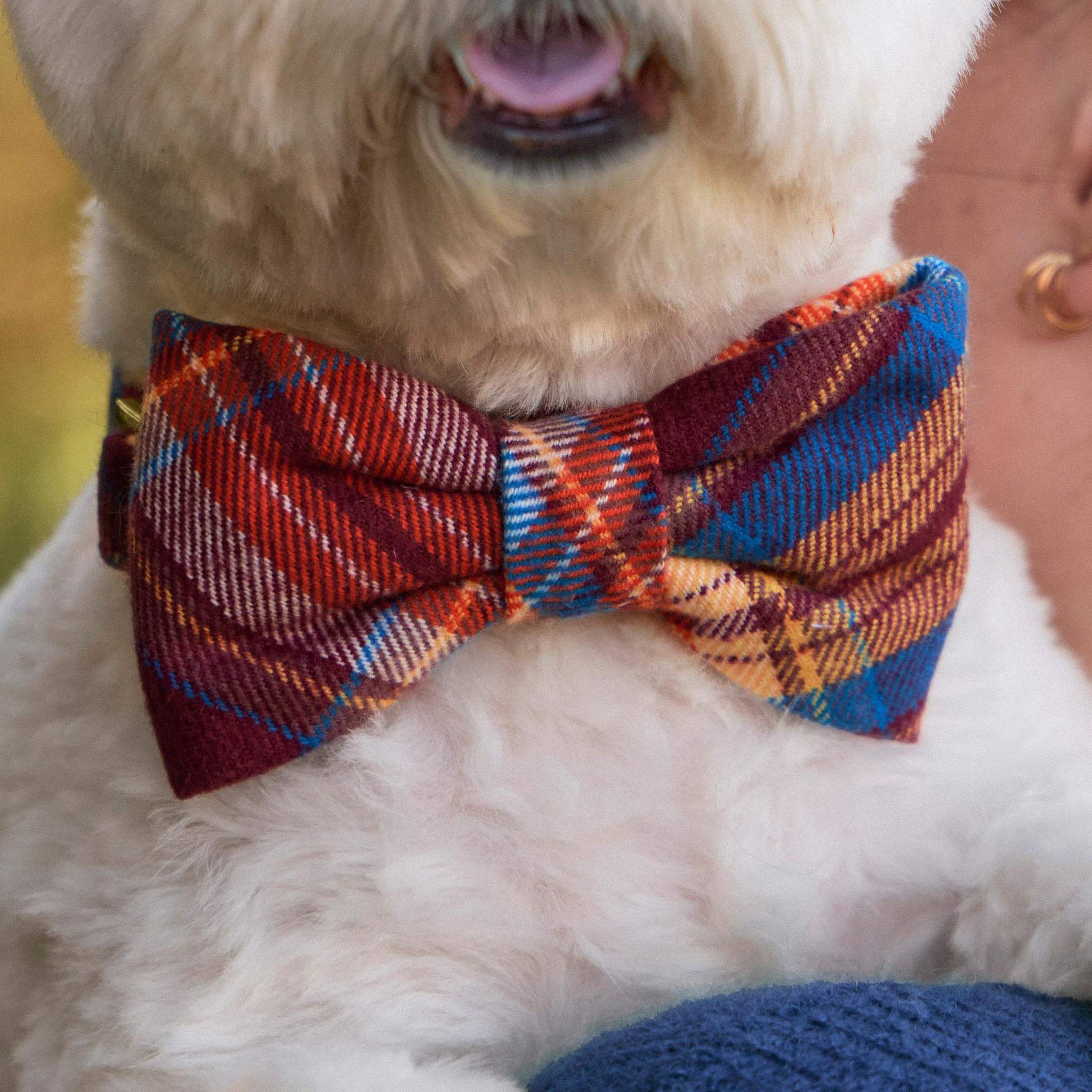 #Modeled by Winnie (17lbs) in a Small collar and Large bow tie