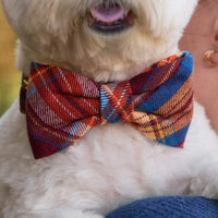 #Modeled by Winnie (17lbs) in a Large bow tie