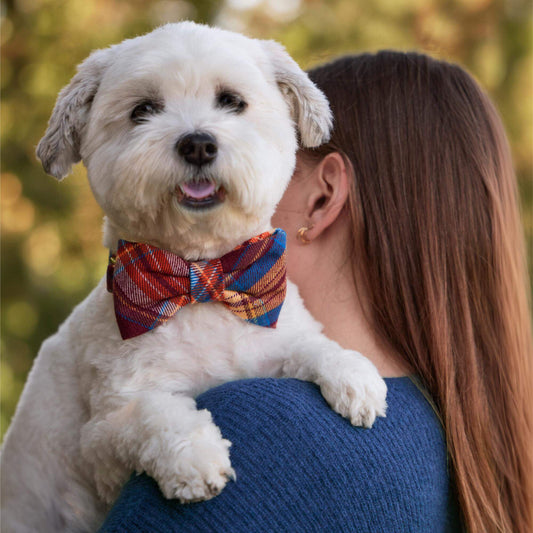 #Modeled by Winnie (17lbs) in a Large bow tie