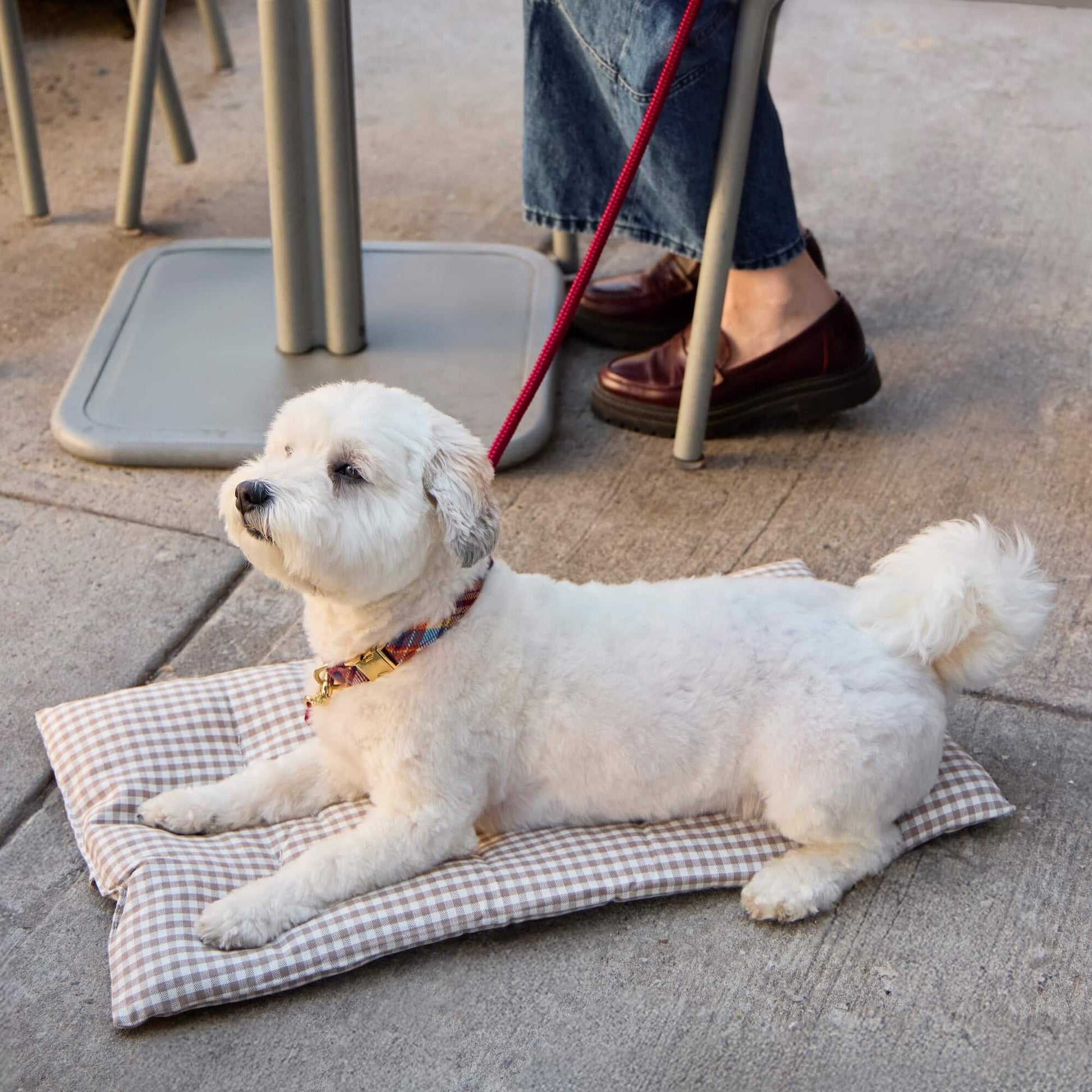 #Modeled by Winnie (17lbs) on Small