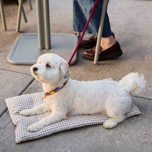 #Modeled by Winnie (17lbs) on Small