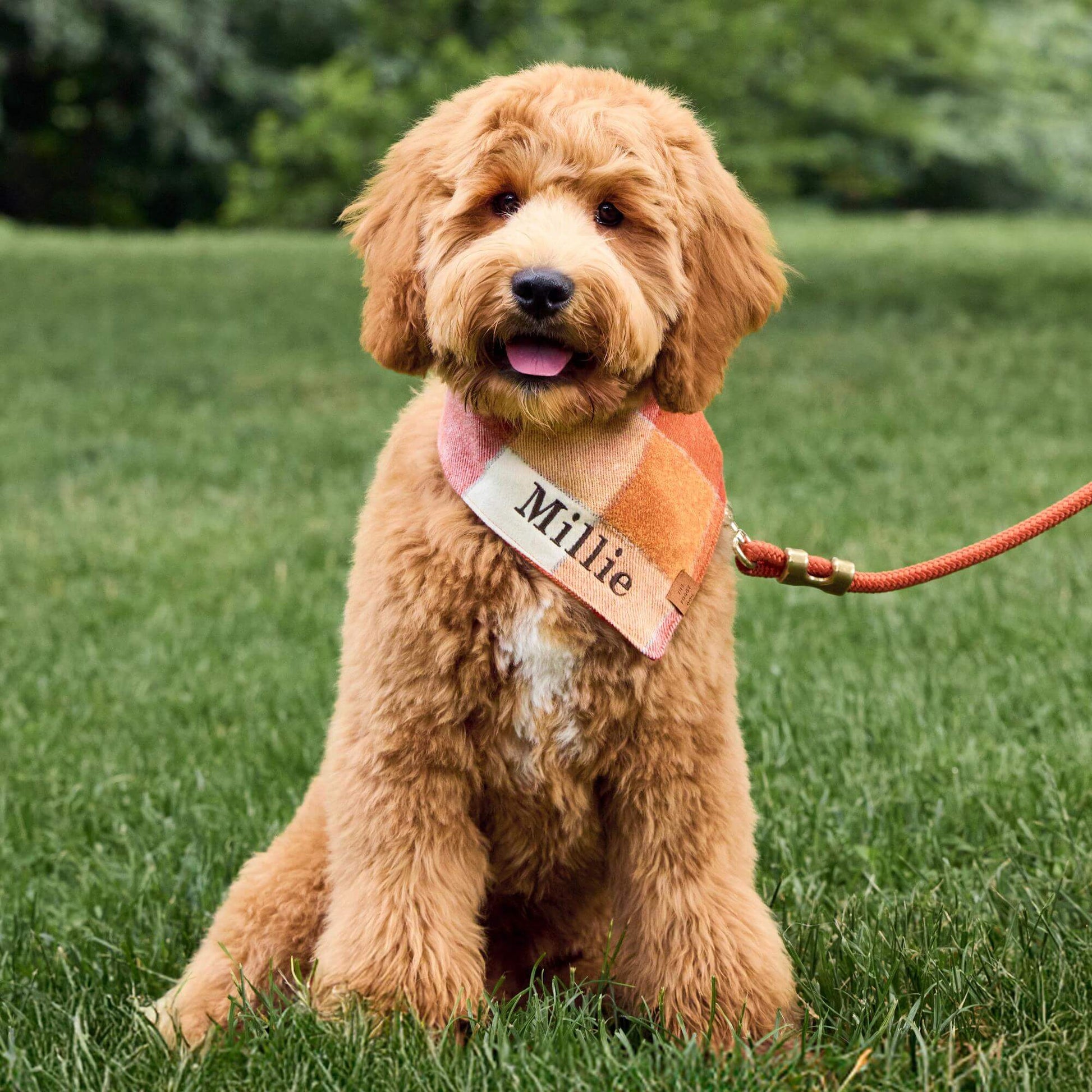 #Modeled by Ralph (21lbs) in Medium
