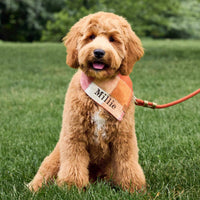 #Modeled by Ralph (21lbs) in Medium
