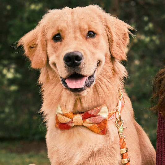 #Modeled by Moose (60lbs) in a Large collar and Large bow tie