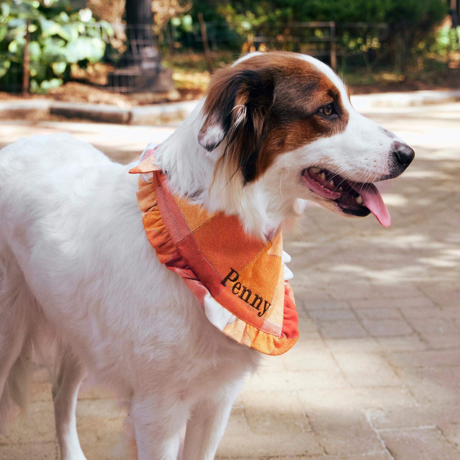 #Modeled by River (35lbs) in Medium