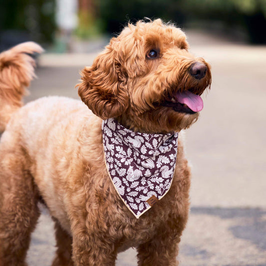 #Modeled by Bentley (43lbs) in Medium