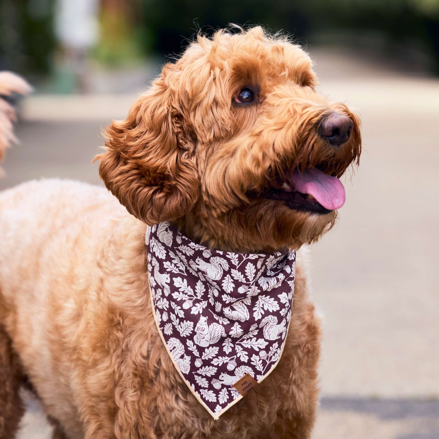 Squirrel Dog Bandana from The Foggy Dog