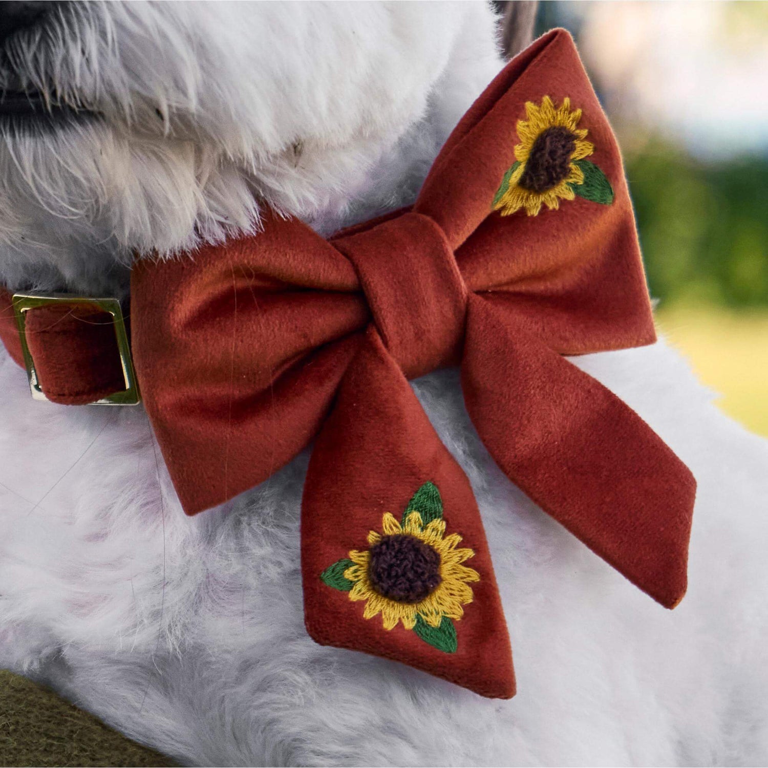 #Modeled by Winnie (17lbs) in a Small collar and Large lady bow