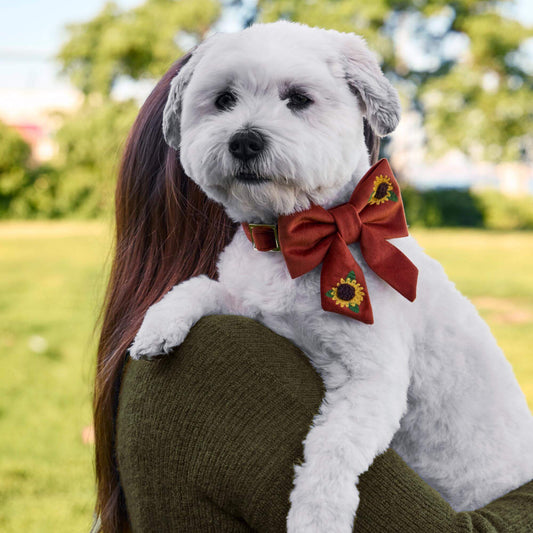 #Modeled by Winnie (17lbs) in a Large lady bow